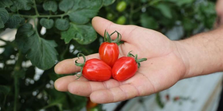 Излязоха наяве нови ползи от доматите. Как обаче да ги консумираме?